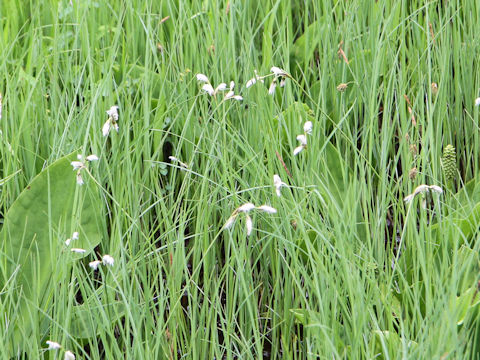 Eriophorum vaginatum