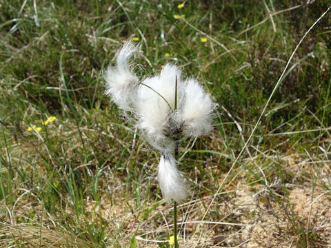 Eriophorum vaginatum