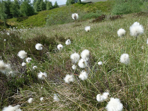 Eriophorum vaginatum