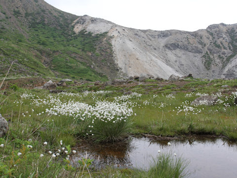 Eriophorum vaginatum