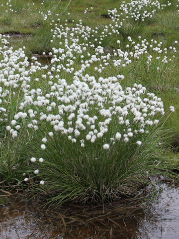 Eriophorum vaginatum