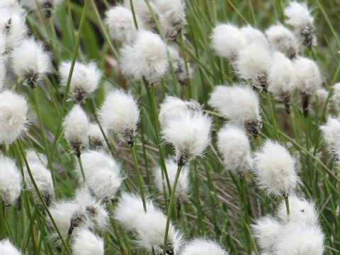 Eriophorum vaginatum