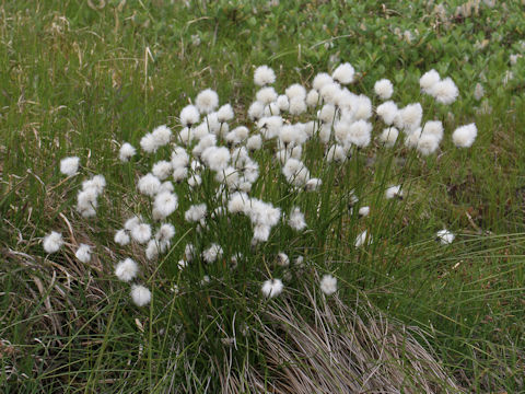 Eriophorum vaginatum