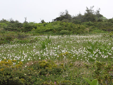 Eriophorum vaginatum