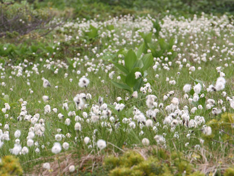 Eriophorum vaginatum