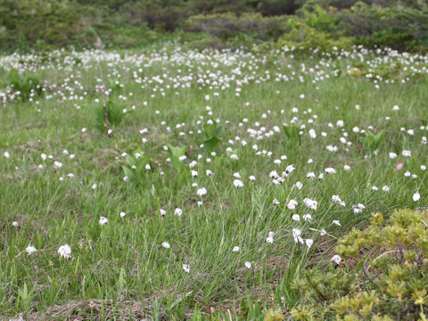 Eriophorum vaginatum