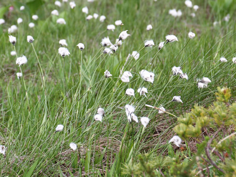 Eriophorum vaginatum