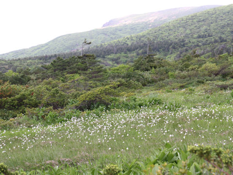 Eriophorum vaginatum