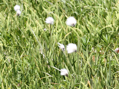 Eriophorum vaginatum