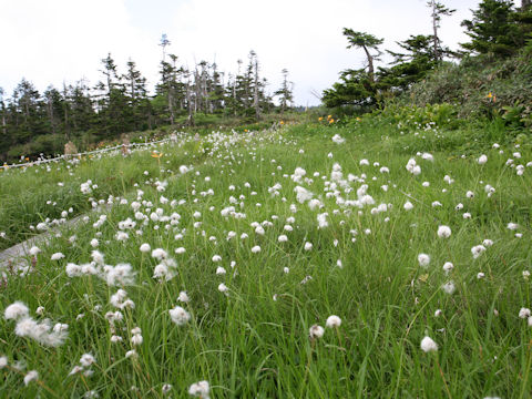 Eriophorum vaginatum