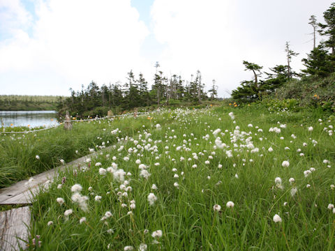 Eriophorum vaginatum