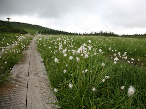 Eriophorum vaginatum