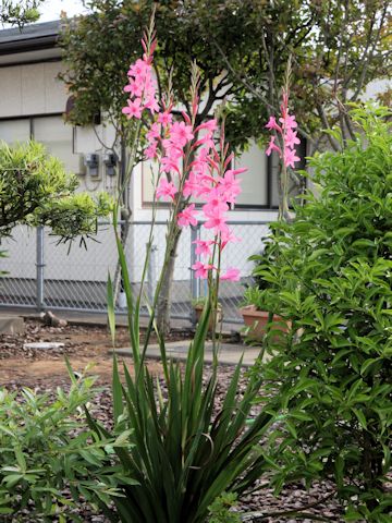 Watsonia borbonica