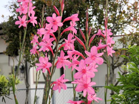 Watsonia borbonica