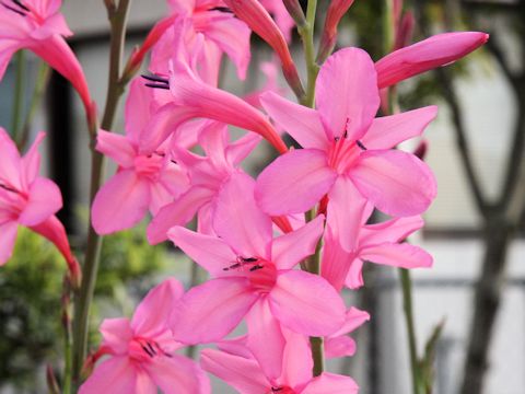 Watsonia borbonica