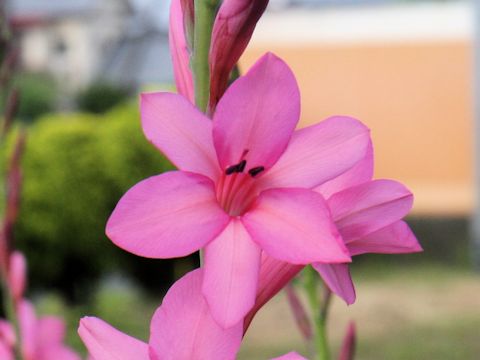 Watsonia borbonica