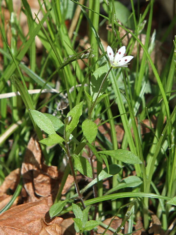 Pseudostellaria heterantha