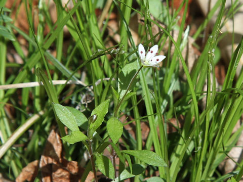 Pseudostellaria heterantha