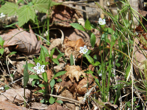 Pseudostellaria heterantha