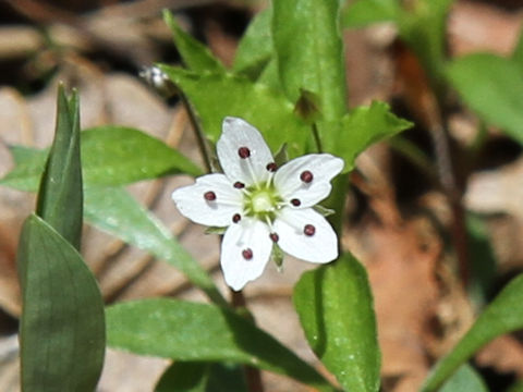 Pseudostellaria heterantha