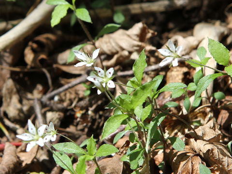 Pseudostellaria heterantha