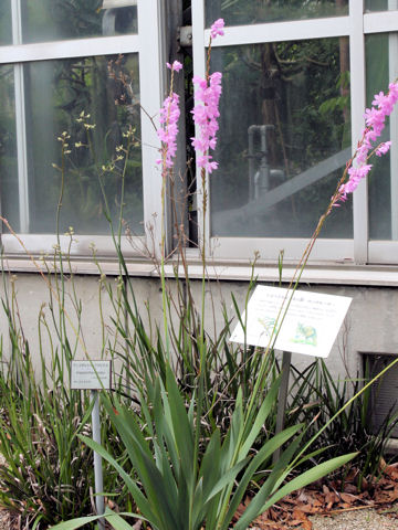 Watsonia marginata