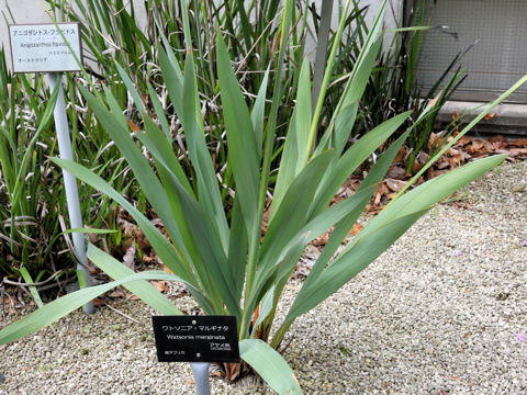 Watsonia marginata