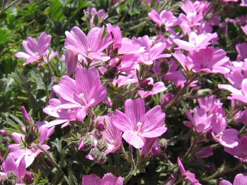 Sidalcea glaucescens