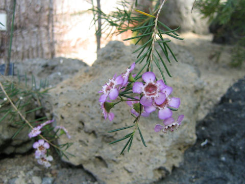 Chamelaucium uncinatum