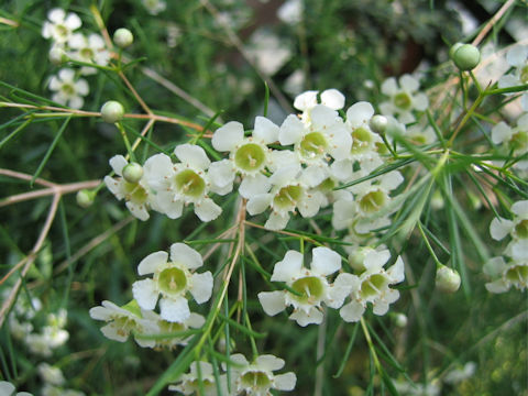 Chamelaucium uncinatum