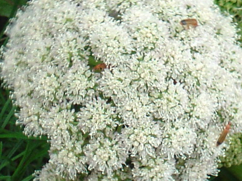 Angelica sylvestris