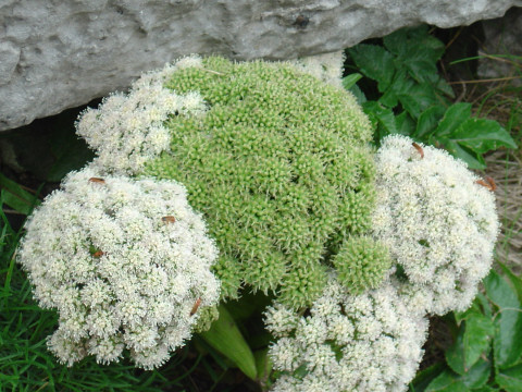 Angelica sylvestris