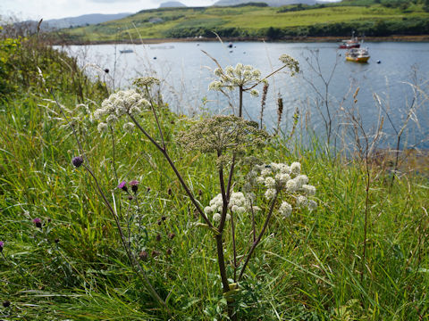 Angelica sylvestris