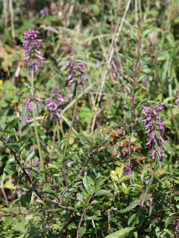 Clinopodium vulgare