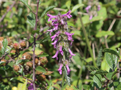 Clinopodium vulgare