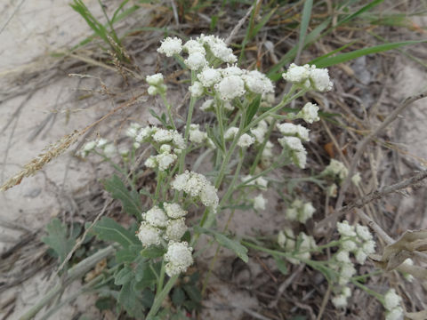 Parthenium integrifolium