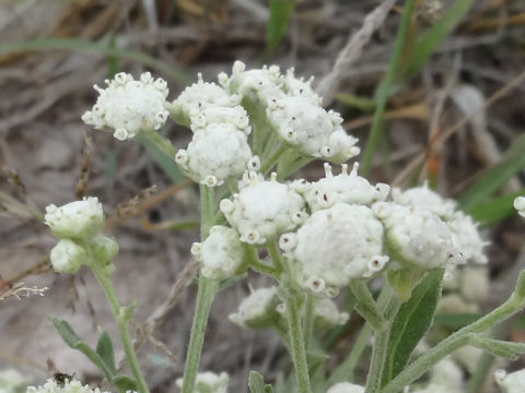 Parthenium integrifolium