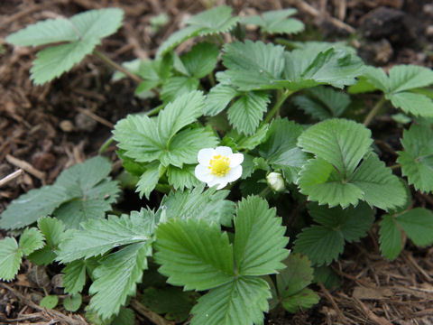 Fragaria vesca