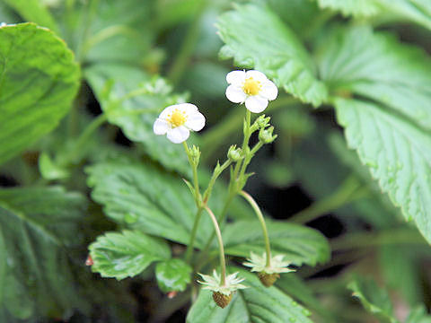 ワイルドストロベリー (Fragaria vesca)