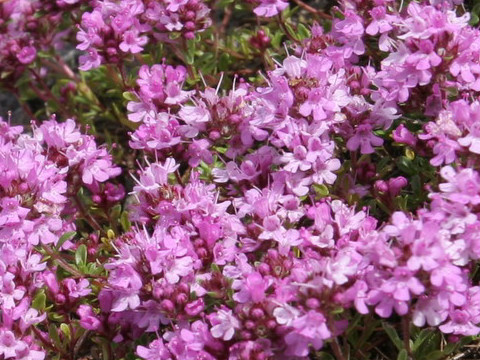 Thymus polytrichus