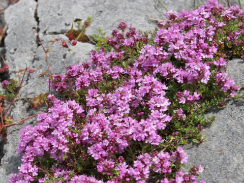 Thymus polytrichus