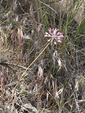 Allium vineale