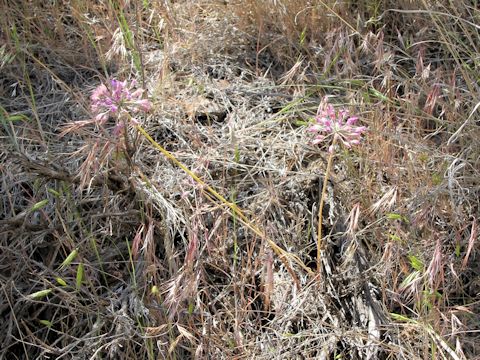 Allium vineale