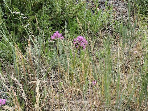 Allium vineale