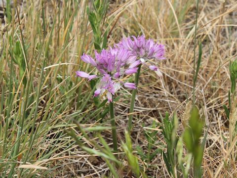 Allium vineale