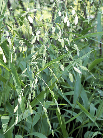 Chasmanthium latifolium