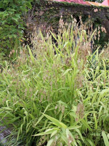 Chasmanthium latifolium