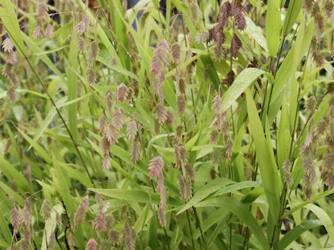 Chasmanthium latifolium