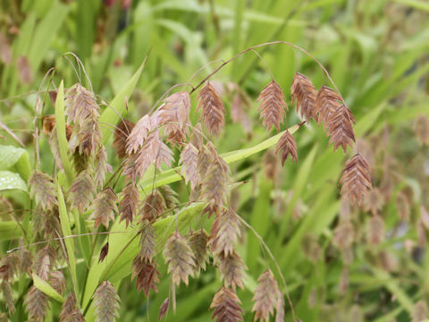 Chasmanthium latifolium