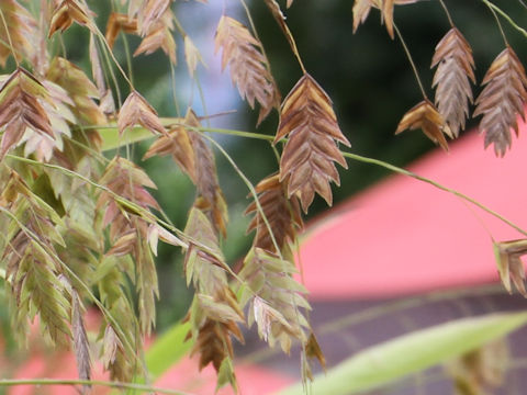 Chasmanthium latifolium